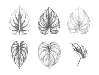 Tropical philodendron foliage collection in classic botanical illustration style. © Creative09