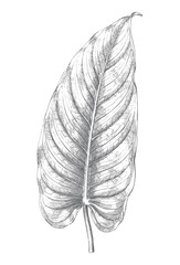 Philodendron leaf studies with detailed engraving and natural leaf forms. © Creative09