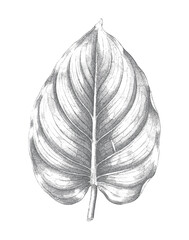 Philodendron leaf studies with detailed engraving and natural leaf forms. © Creative09