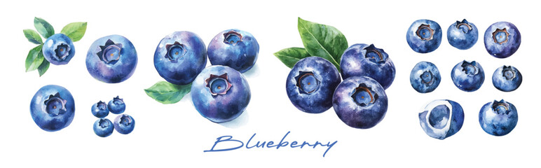 Minimal yet artistic elements for creative designs. hand-drawn paint, Simple Illustration, A creative painting of blueberry set, EPS format, isolated on a white background © sabart