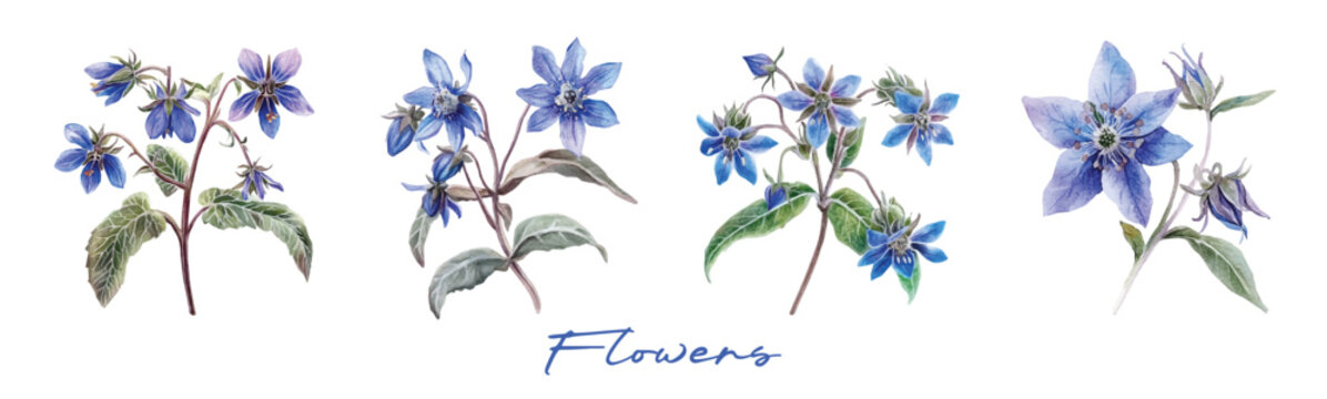 Minimal yet artistic elements for creative designs. hand-drawn paint, Simple Illustration, A creative painting of borage flower, EPS format, isolated on a white background