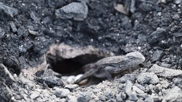 Small grey lizard digging a nesting burrow for egg laying in rocky ground of the Blue Mountains near Sydney, New South Wales, Australia. Wildlife, reptile behavior, natural habitat.