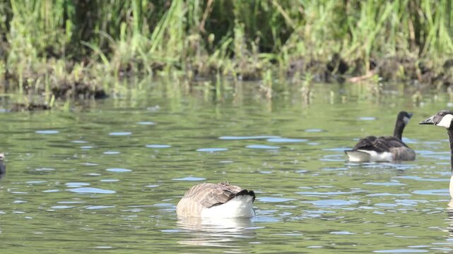 A dabbling Canada goose, Canada goose eating algae from the lake, reeds; large geese; a flock of Canada geese, reeds in the pond; sunny day; large wingspan; Branta canadensis