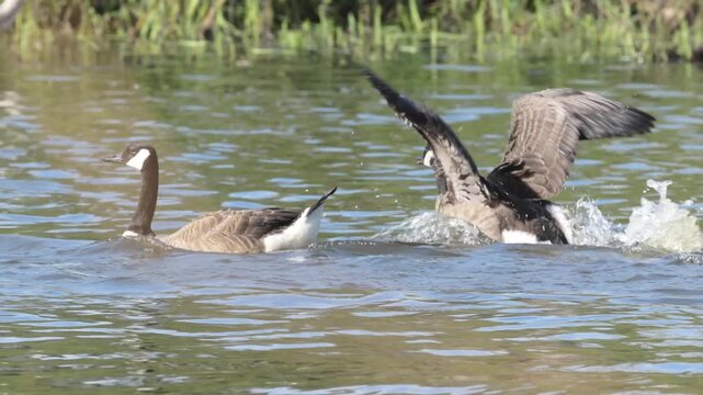 A flock of Canada geese swims in the lake; excited Canada geese flap their wings; reeds; large geese in the pond; reeds in the pond; sunny day; large wingspan; Branta canadensis