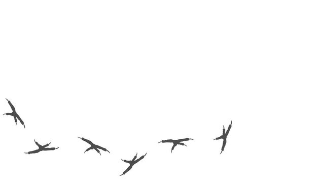 Loop animation of the gray silhouette of the footprints of a bird.  Cartoon funny bird print along the path. Animation of Macaw Parrot paw prints on a white background. 4K. Animated Video