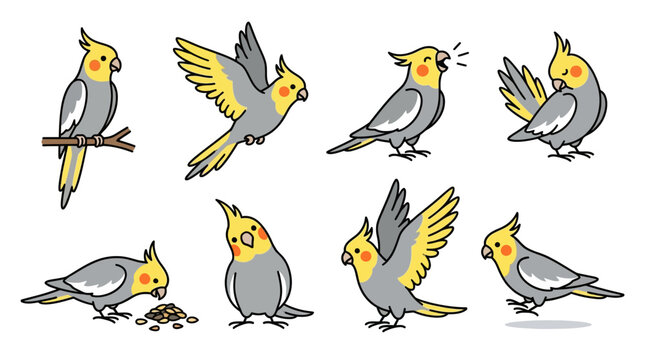Set of cute cartoon cockatiel parrot illustrations in various poses and activities.