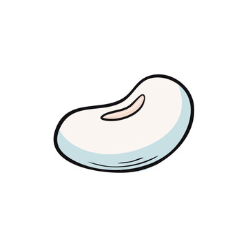 Hand drawn illustration of a single white kidney bean showing its characteristic shape and faint hilum