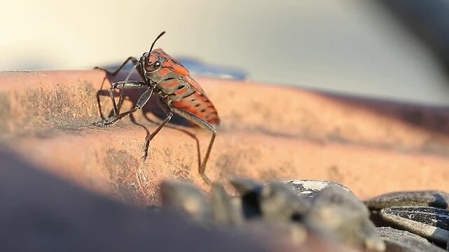 Pyrrhocoris apterus un insecte gendarme lave ses antennes