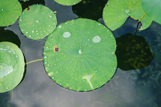Water droplets on green lotus leaves in a pond