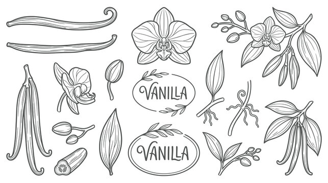 Vanilla orchid flowers and pods set hand drawn sketches.