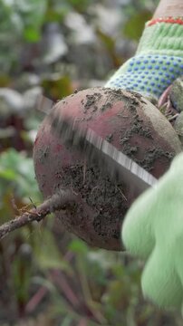 Agricultural worker wearing green gloves is using a knife to clean beetroot from soil. Freshly cleaned vegetables are ready to cook. Growing your own produce ensures, free from harmful chemicals