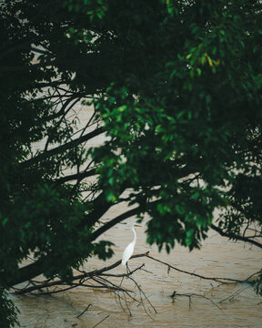 White egret framed by green leaves near a river