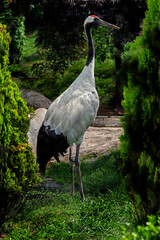 Obraz premium Black-necked crane on the lawn. Latin name - Grus nigricollis