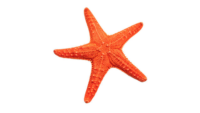 Vibrant orange starfish sea star marine animal isolated on a transparent background ocean design asset