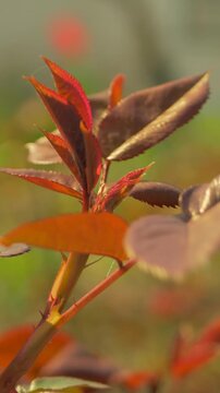 Warm shades of red and orange on rose leaves offer glimpse into early growth stages, marking new chapter in natural cycles. Contrast speaks to resilience and vitality found in nature in garden bed