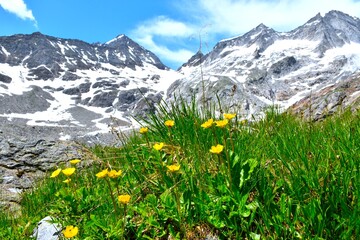 Fototapeta premium Yellow alpine avens (Geum montanum) in selective focus with snow covered mountain peaks in Mauertal in High Tauern, East Tyrol, Austria