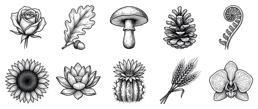 Nature elements icons set. Botanical plants and fungi concept. Includes rose, oak leaf, mushroom, pine cone, fern, sunflower, lotus, cactus, wheat, orchid. Hand-drawn engraving style
