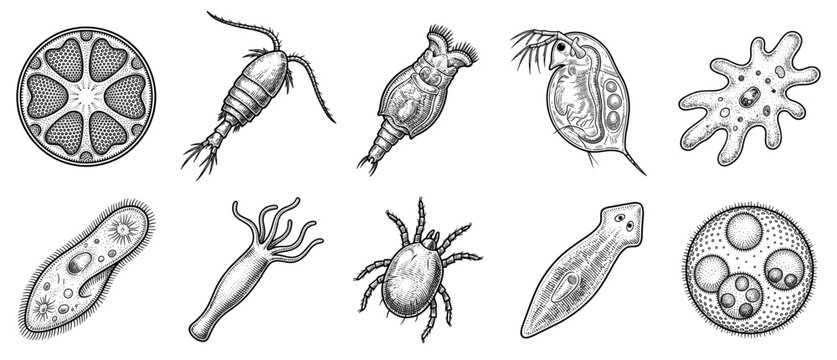 Microorganism icons set. Microscopic life and biology concept. Includes diatom, copepod, rotifer, daphnia, amoeba, paramecium, hydra, mite, planaria, volvox. Hand-drawn engraving style