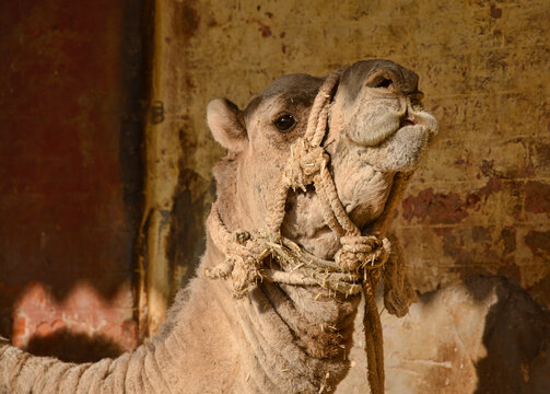Camels at the Camel Breeding Farm in Bikaner, Rajasthan, India