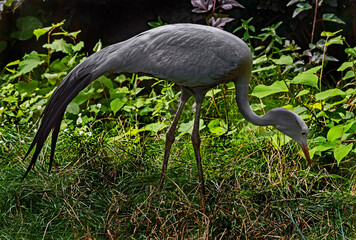 Obraz premium Stanley crane also known as blue crane. Latin name - Anthropoides paradisea