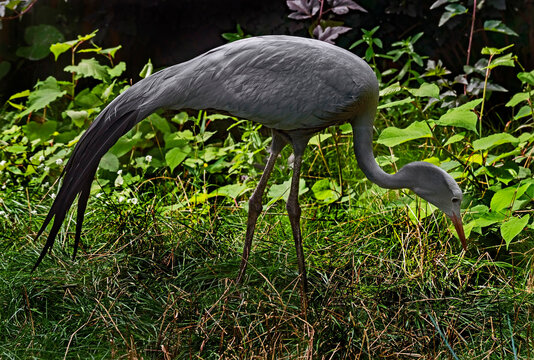 Stanley crane also known as blue crane. Latin name - Anthropoides paradisea