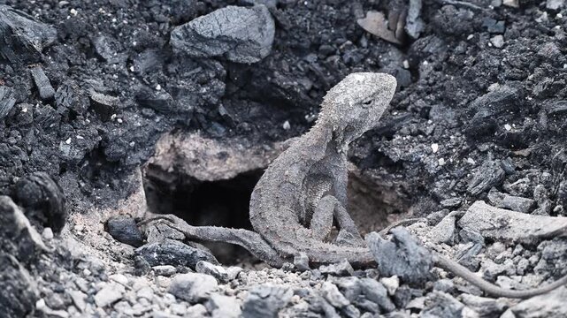 Small grey lizard digging a nesting burrow for egg laying in rocky ground of the Blue Mountains near Sydney, New South Wales, Australia. Wildlife, reptile behavior, natural habitat.
