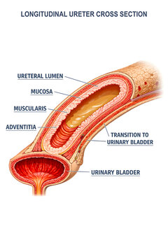Human Ureter Anatomy Medical Illustration with Renal Pelvis, Urinary Bladder and Ureter Wall Labels

