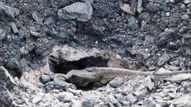 Small grey lizard digging a nesting burrow for egg laying in rocky ground of the Blue Mountains near Sydney, New South Wales, Australia. Wildlife, reptile behavior, natural habitat.