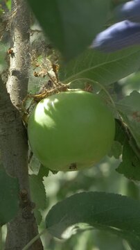 Healthy green apple among damaged leaves on branch. Webs and pests signify orchard infestation. Untreated trees result in poor harvest conditions. Sunlit orchard exposes agricultural challenges