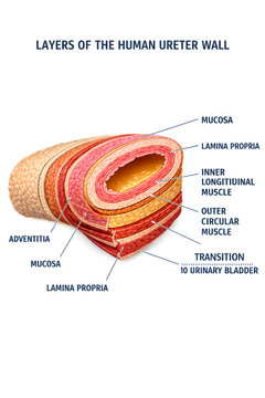Human Ureter Anatomy Medical Illustration with Renal Pelvis, Urinary Bladder and Ureter Wall Labels

