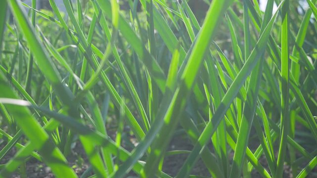 Sunlit garlic field with green sprouts. Plants reach maturity in carefully maintained environment. Traditional farming methods. Fresh organic crops ensure healthy food supply