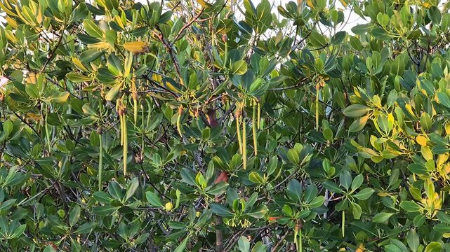 Close Up View of Lush Mangrove Tree Canopy with Hanging Long Propagules at Sunset