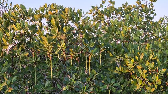 Close Up View of Lush Mangrove Tree Canopy with Hanging Long Propagules at Sunset