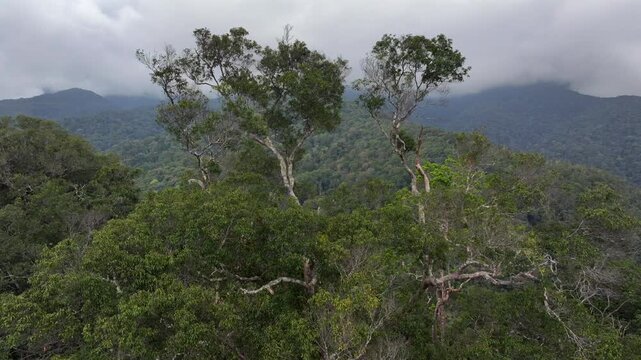 Lush Tropical Rainforest of Borneo, Asia. Mountain mossy Dense tropical equatorial rainforest. Aerial Shot of ecosystem.