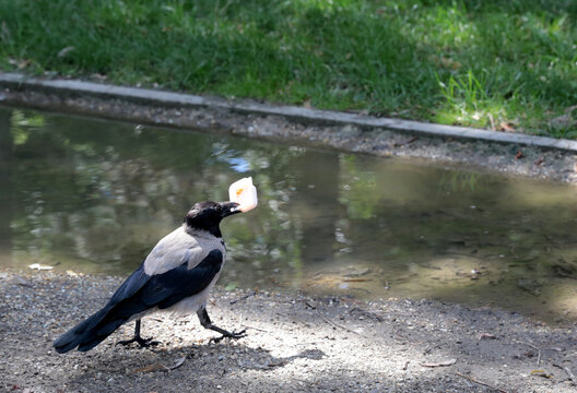 A dolman crow (Corvus cornix) is seen, which has a characteristic ash-grey body and black wings/head. An intelligent and adaptable bird species common in Hungary, especially in agricultural areas, wat