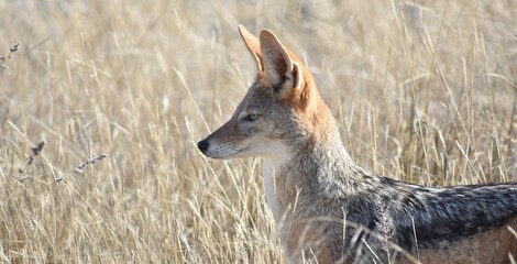 Close up of the face of a black-backed jackal hunting in the Etosha National Park in Namibia © Mick Carr