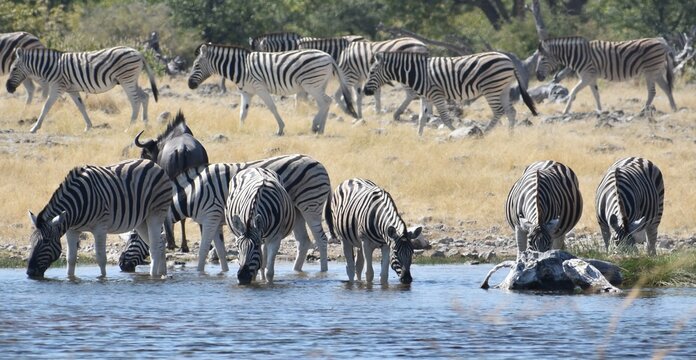 Herd of zebras at a watering hole in the Etosha National Park in Namibia