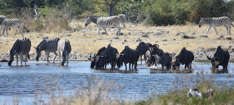 Large herd of wildebeest with some zebras drinking at a watering hole in the Etosha National Park in Namibia