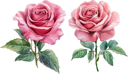 Fototapeta premium pink rose on white background
