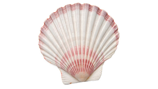 Natural sea shell scallop ocean marine life element isolated on a transparent background design asset