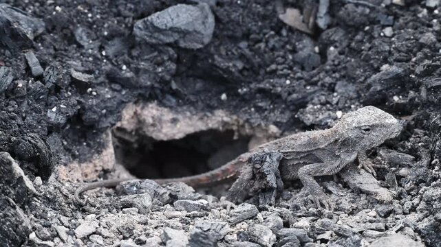 Small grey lizard digging a nesting burrow for egg laying in rocky ground of the Blue Mountains near Sydney, New South Wales, Australia. Wildlife, reptile behavior, natural habitat.