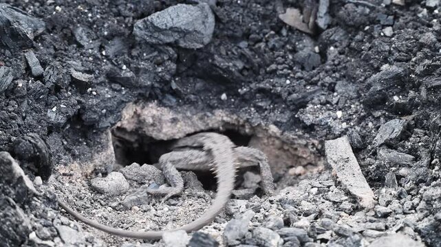 Small grey lizard digging a nesting burrow for egg laying in rocky ground of the Blue Mountains near Sydney, New South Wales, Australia. Wildlife, reptile behavior, natural habitat.