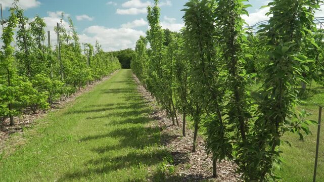 Neat rows of columnar apple trees grow vertically along a grassy alleyway under a bright blue sky. Perfect for agricultural reporting, modern farming concepts, and fruit cultivation guides. 