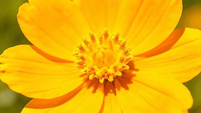 Closeup of a vibrant yellow flower