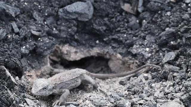 Small grey lizard digging a nesting burrow for egg laying in rocky ground of the Blue Mountains near Sydney, New South Wales, Australia. Wildlife, reptile behavior, natural habitat.