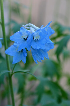 Delphinium Belladonna ' Sky-blue'  summer blooming plant. Closeup outdoors stem with  blue bell shape blooming flowers.Growing, planting, gardening concept.