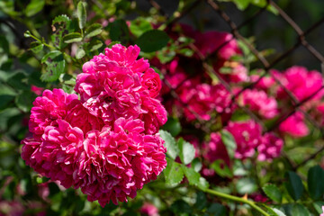 Fototapeta premium Blooming red roses in a sunny summer garden. Vibrant rose blossoms with green foliage against a blue sky, natural floral background with selective focus.