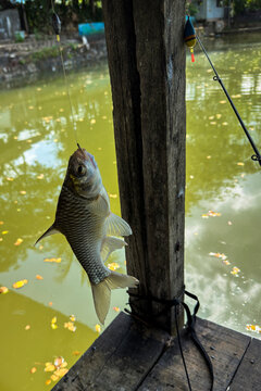 A freshly caught freshwater fish hanging on a fishing hook with line and float, recreational fishing activity at a pond or river