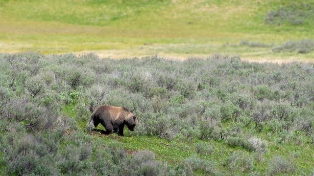 Grizzly Bear Roaming Through Yellowstone&rsquo;s Hayden Valley