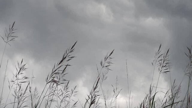 Tall, slender grass stalks with feathery plumes sway against a dark, overcast sky in a natural setting.